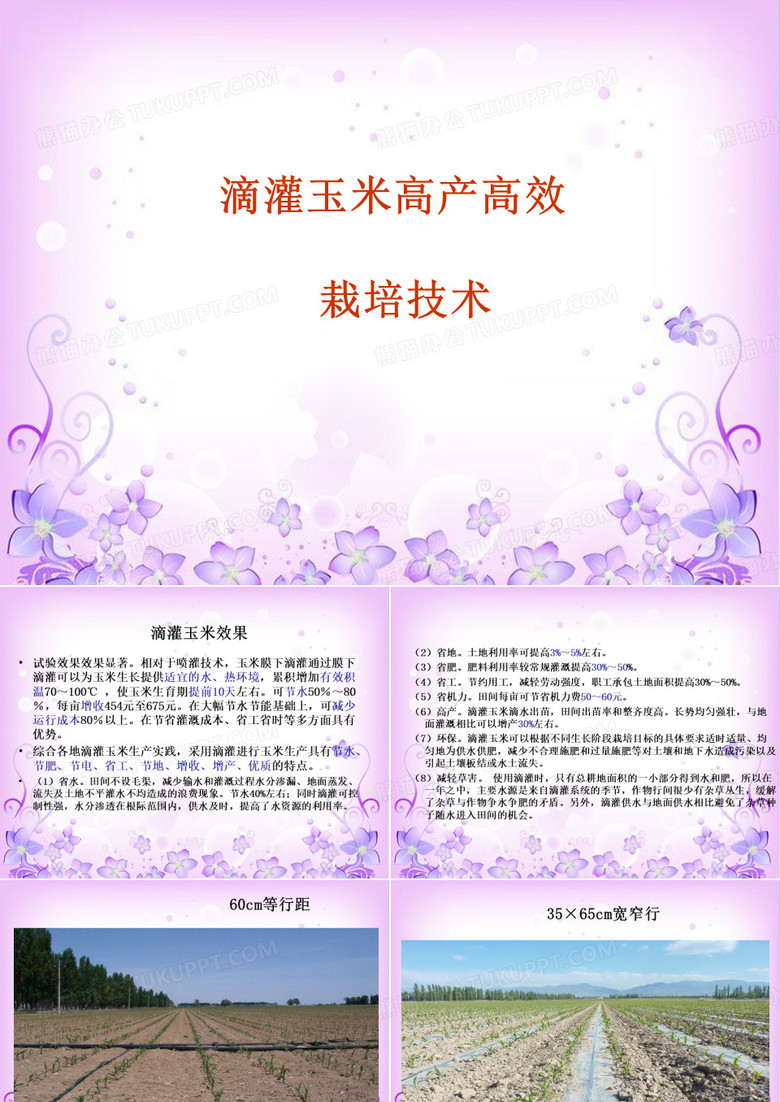 滴灌玉米栽培