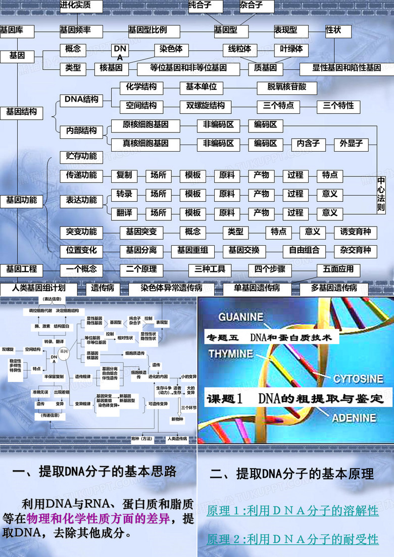DNA粗提取与鉴定.ppt