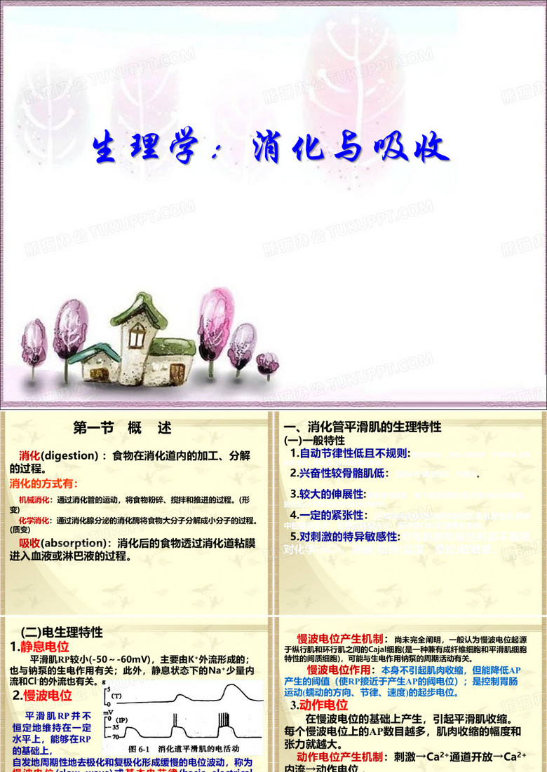 《生理学：消化与吸收》