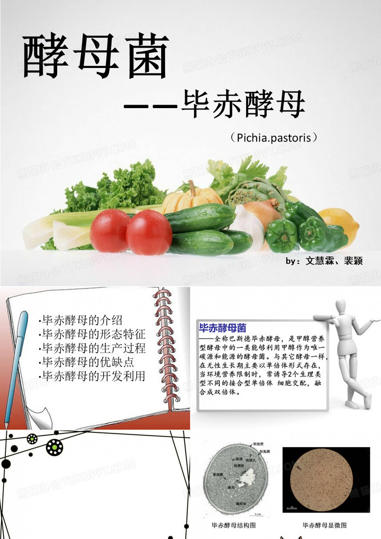 毕赤酵母菌