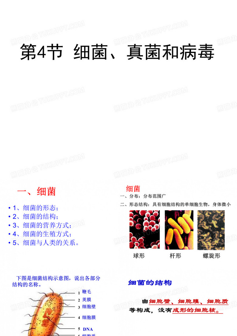 细菌、真菌和病毒