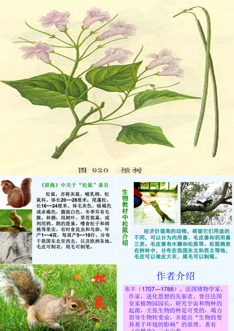 语文人教版五年级上册松鼠.松鼠