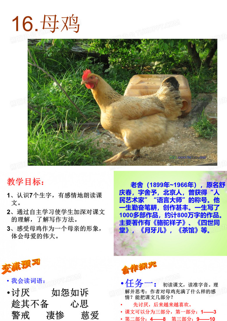16.母鸡