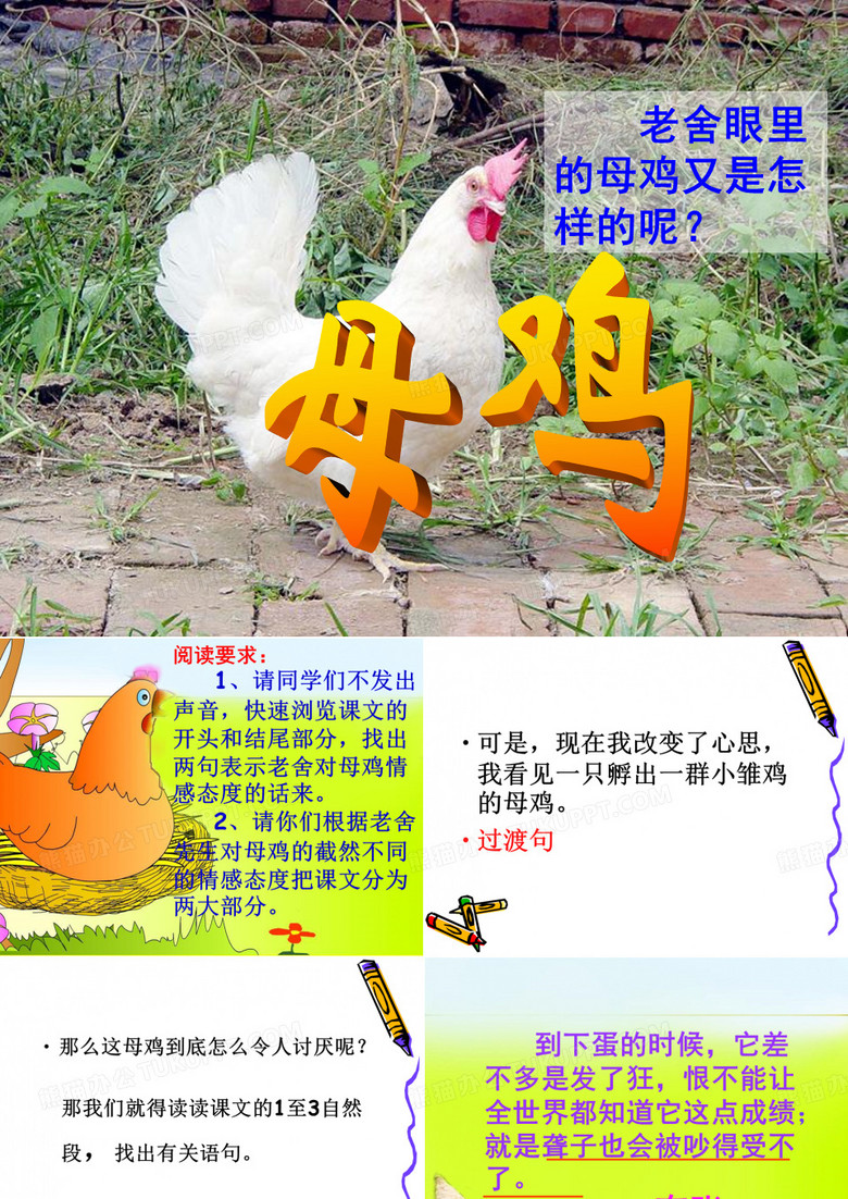 16母鸡3