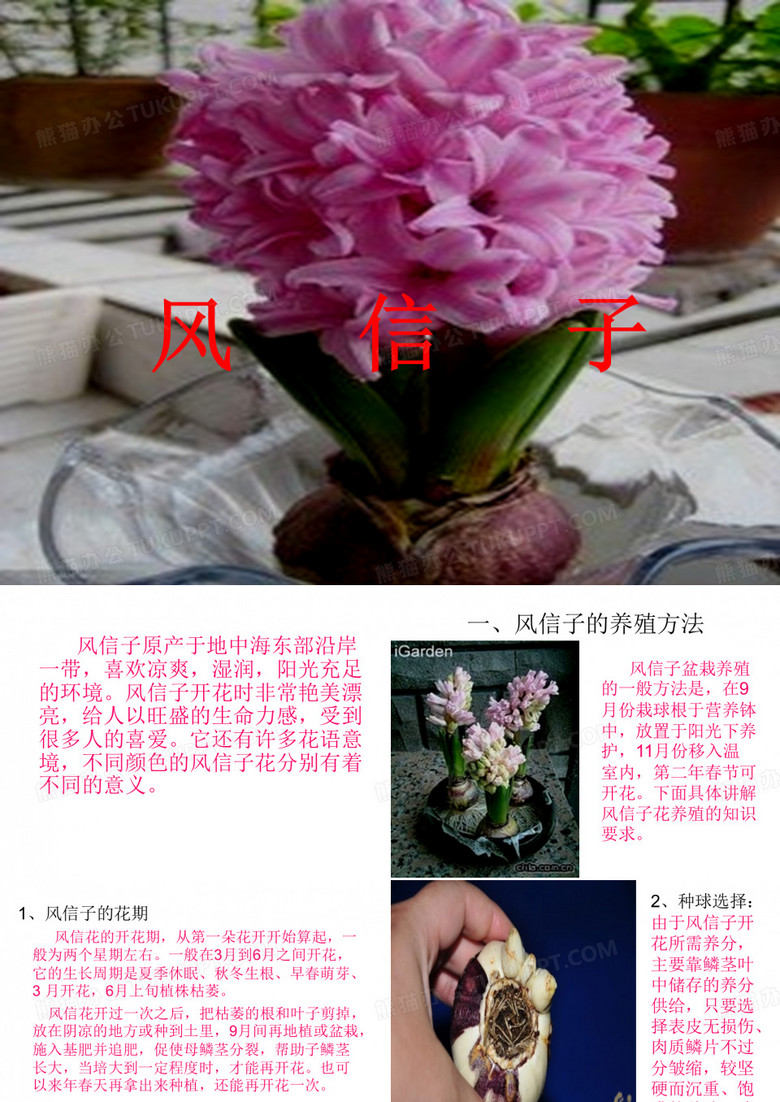风信子