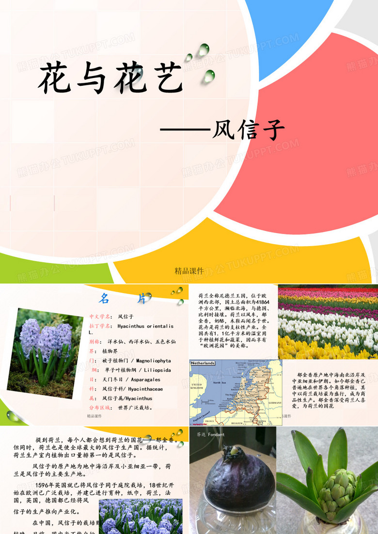 花卉介绍风信子花语