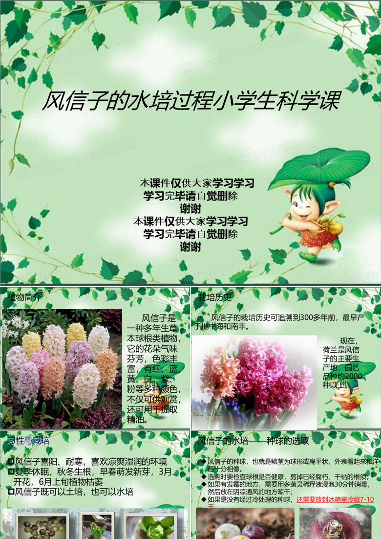 风信子的水培过程小学生科学课