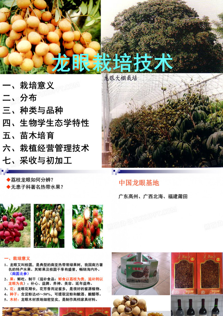 龙眼栽培技术教学课件
