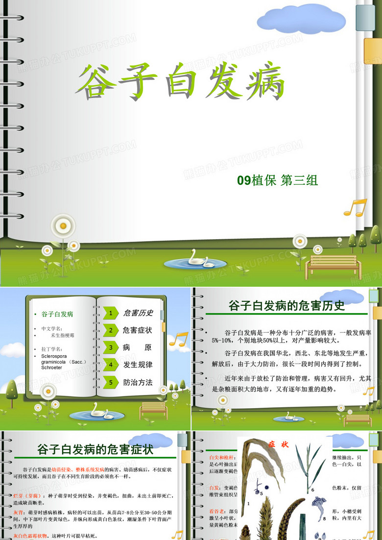 谷子白发病