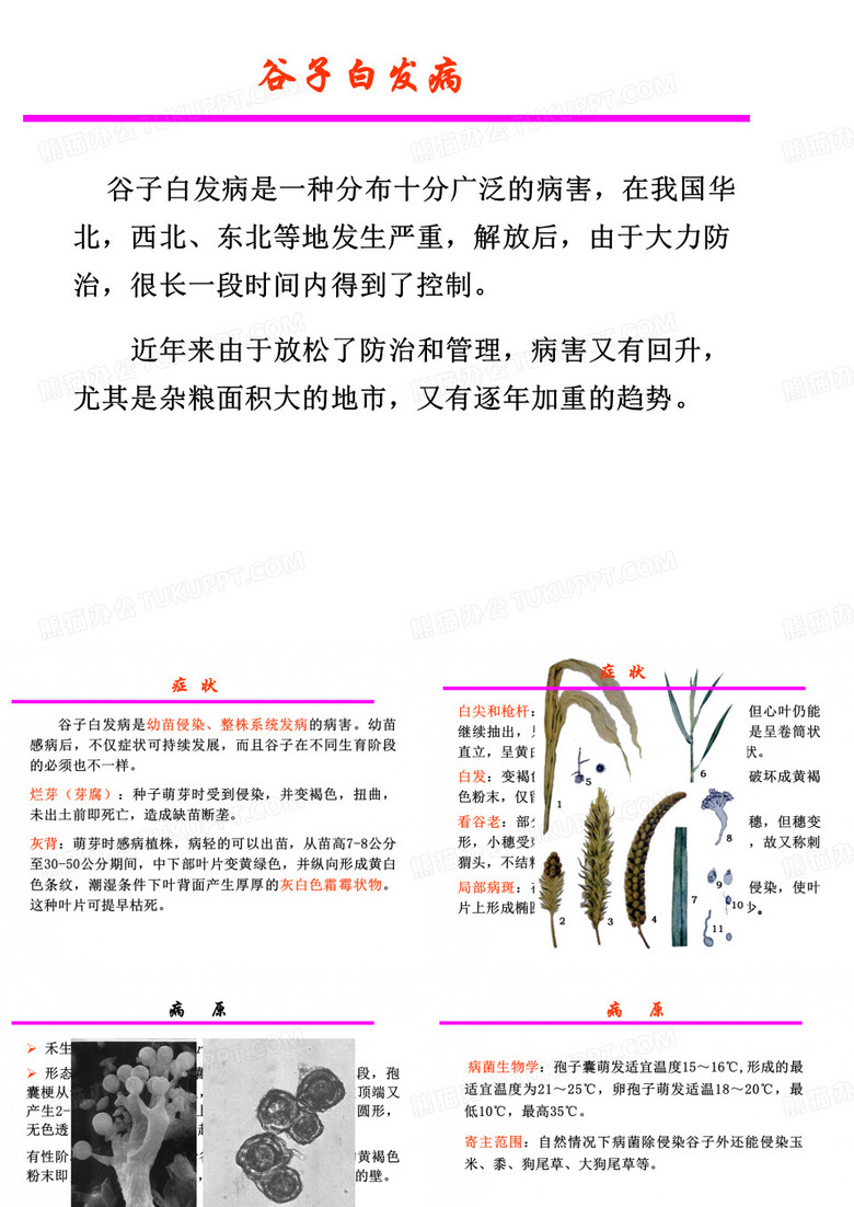 谷子白发病
