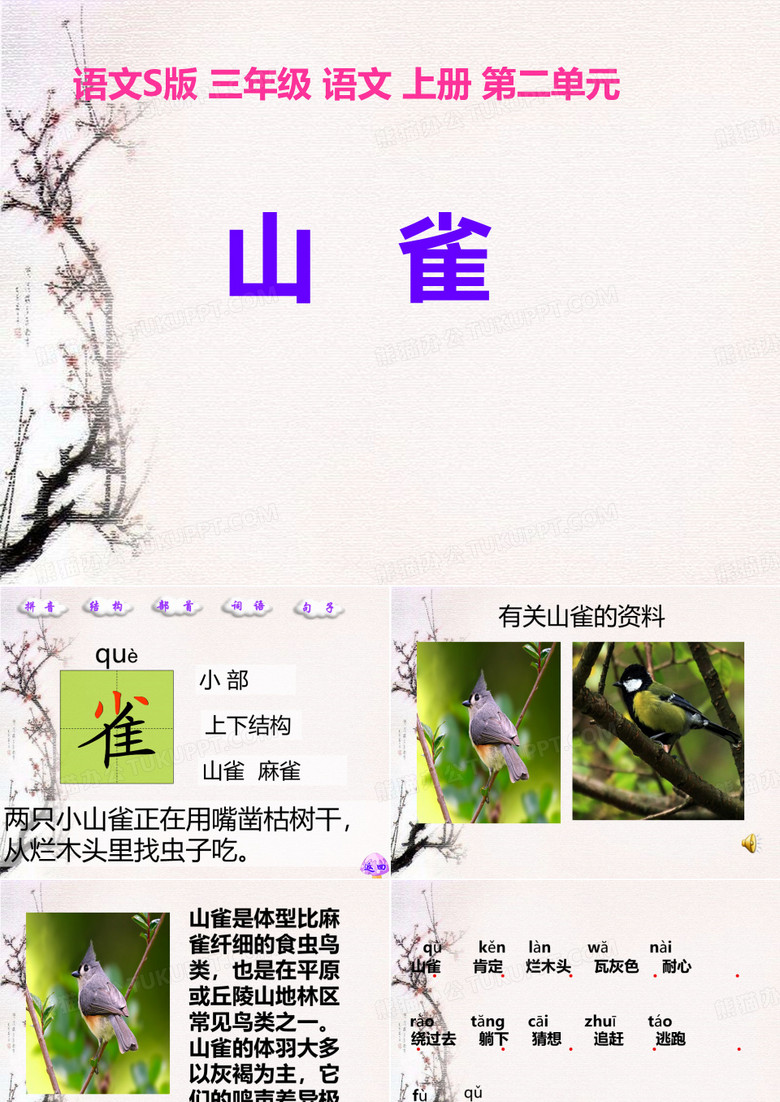 《山雀》课件