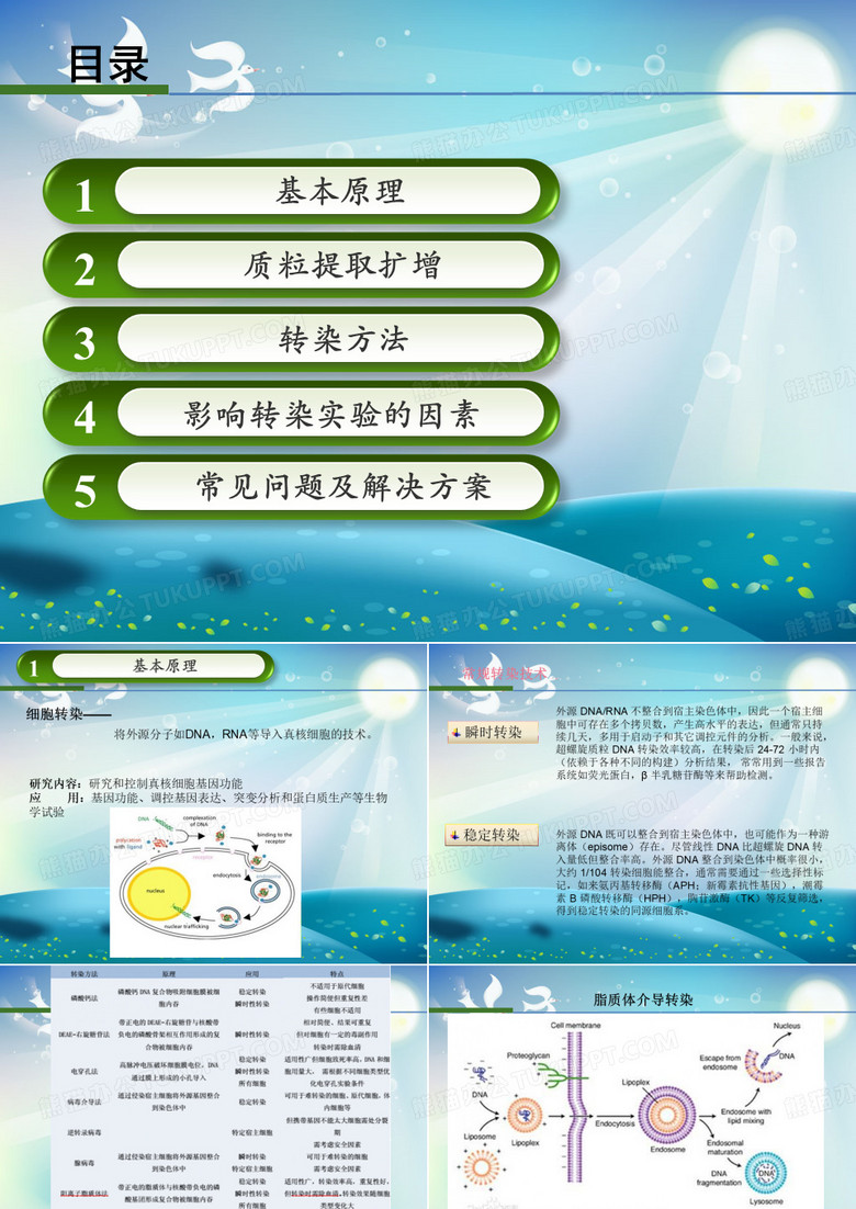 细胞转染技术课件