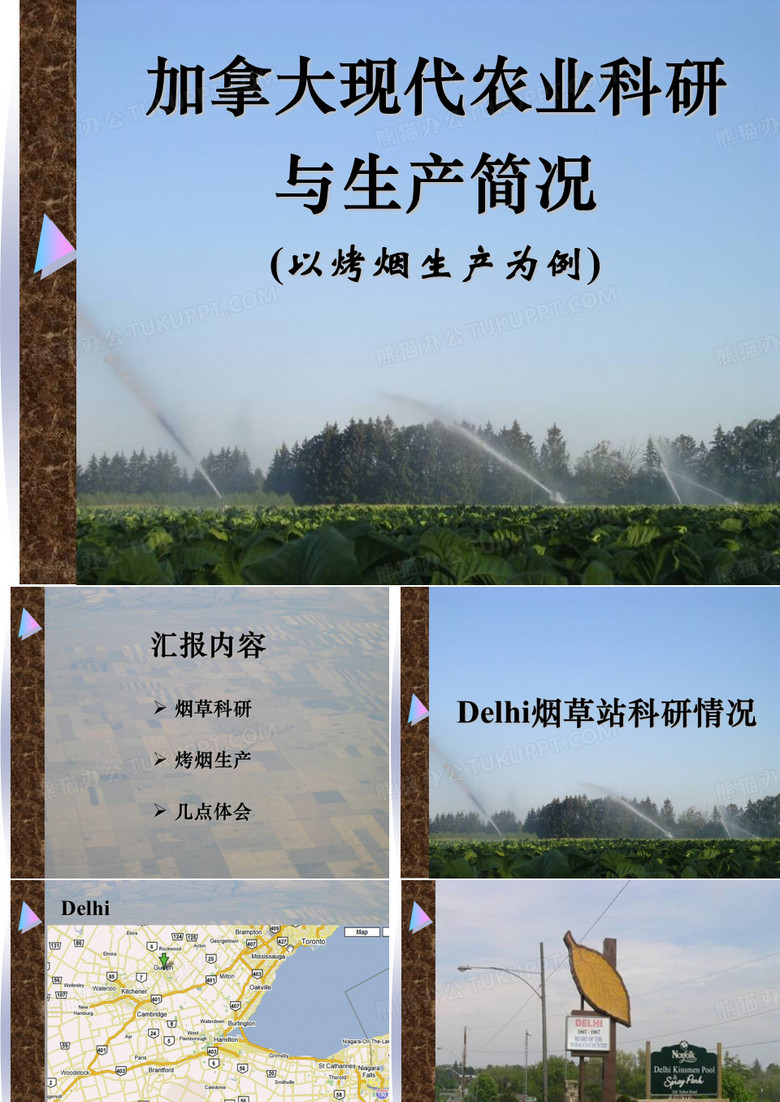 加拿大烟叶生产