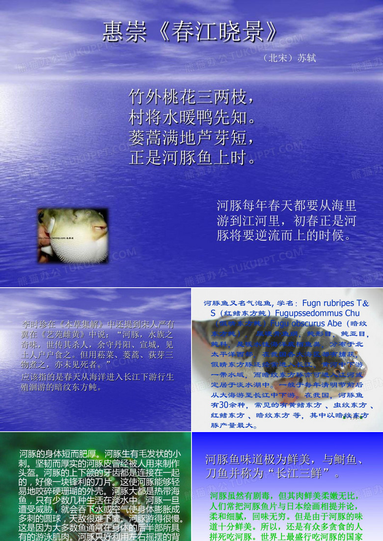 河豚鱼说课讲解27页PPT