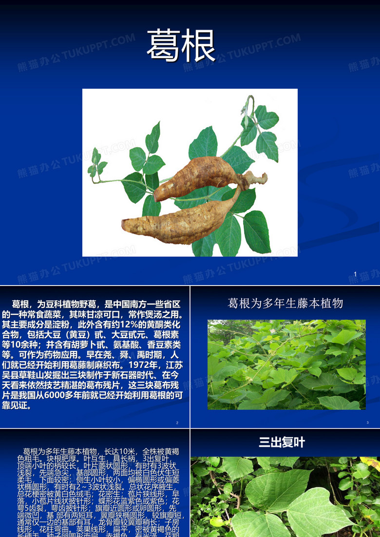葛根介绍ppt课件