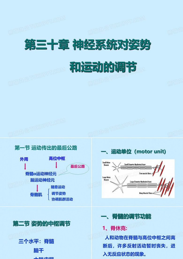 生理学06级  第九篇 神经系统4神系统对姿势和运动调节