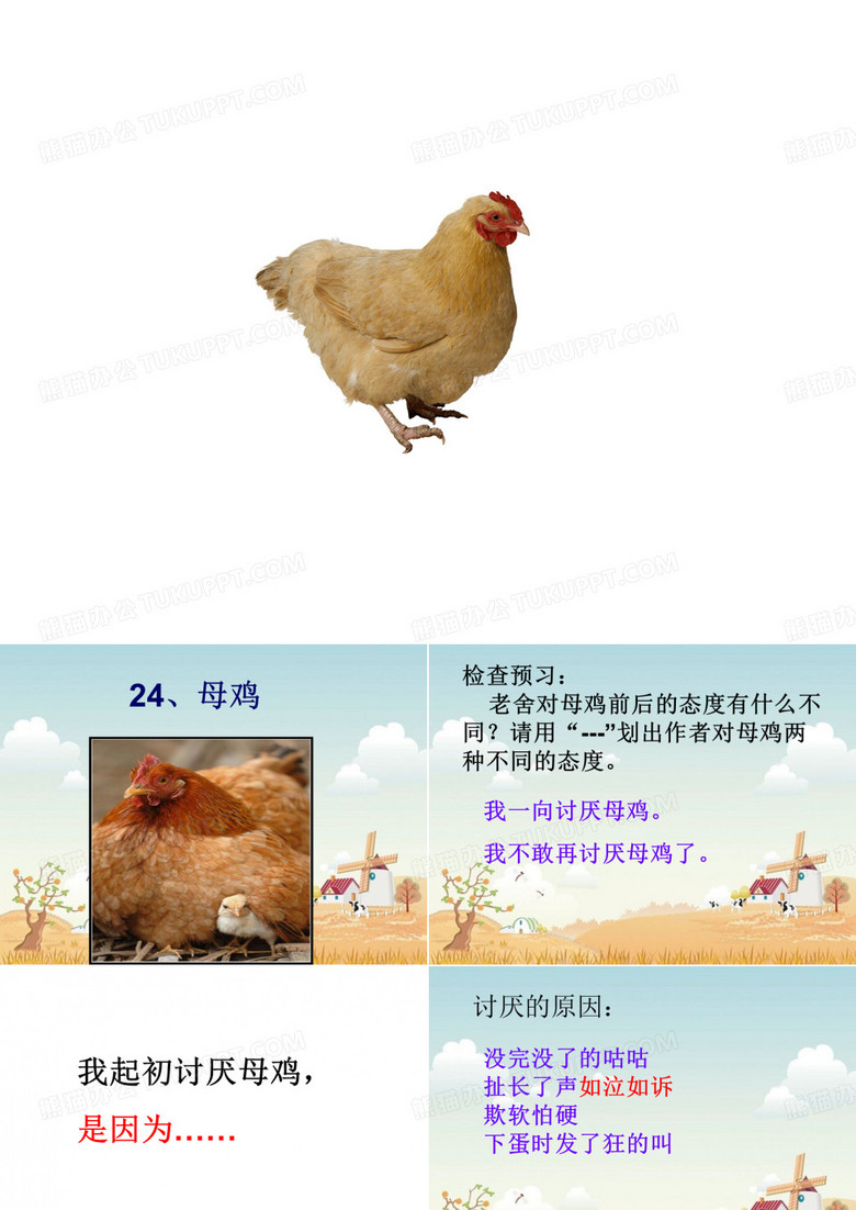 24.母鸡