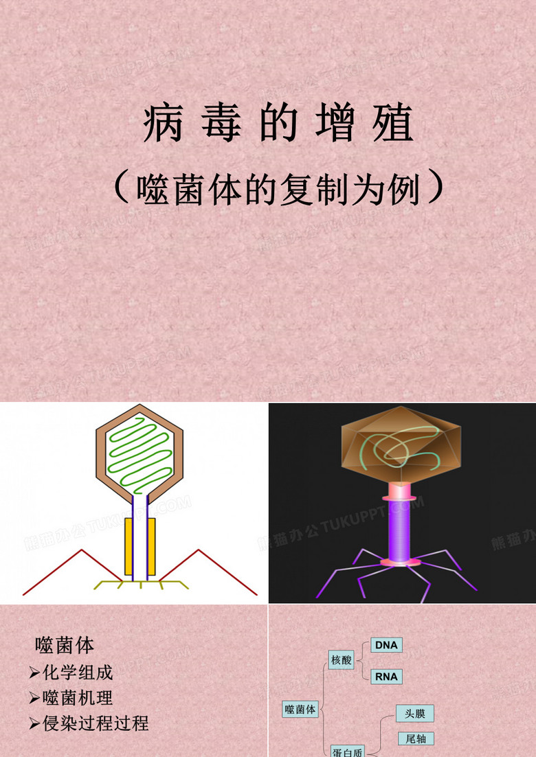 噬菌体PPT