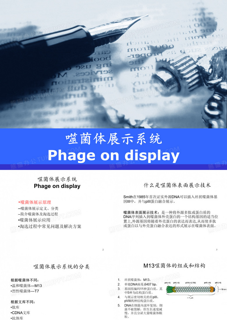 噬菌体展示技术
