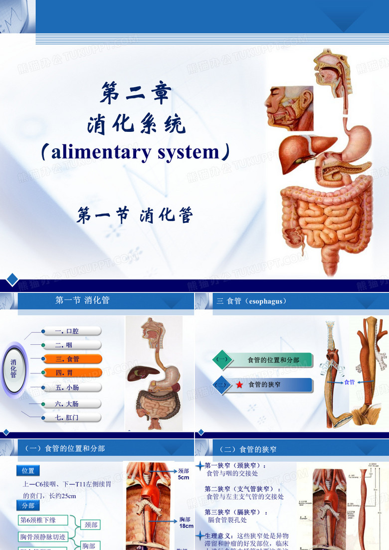 人体解剖消化系统 胃