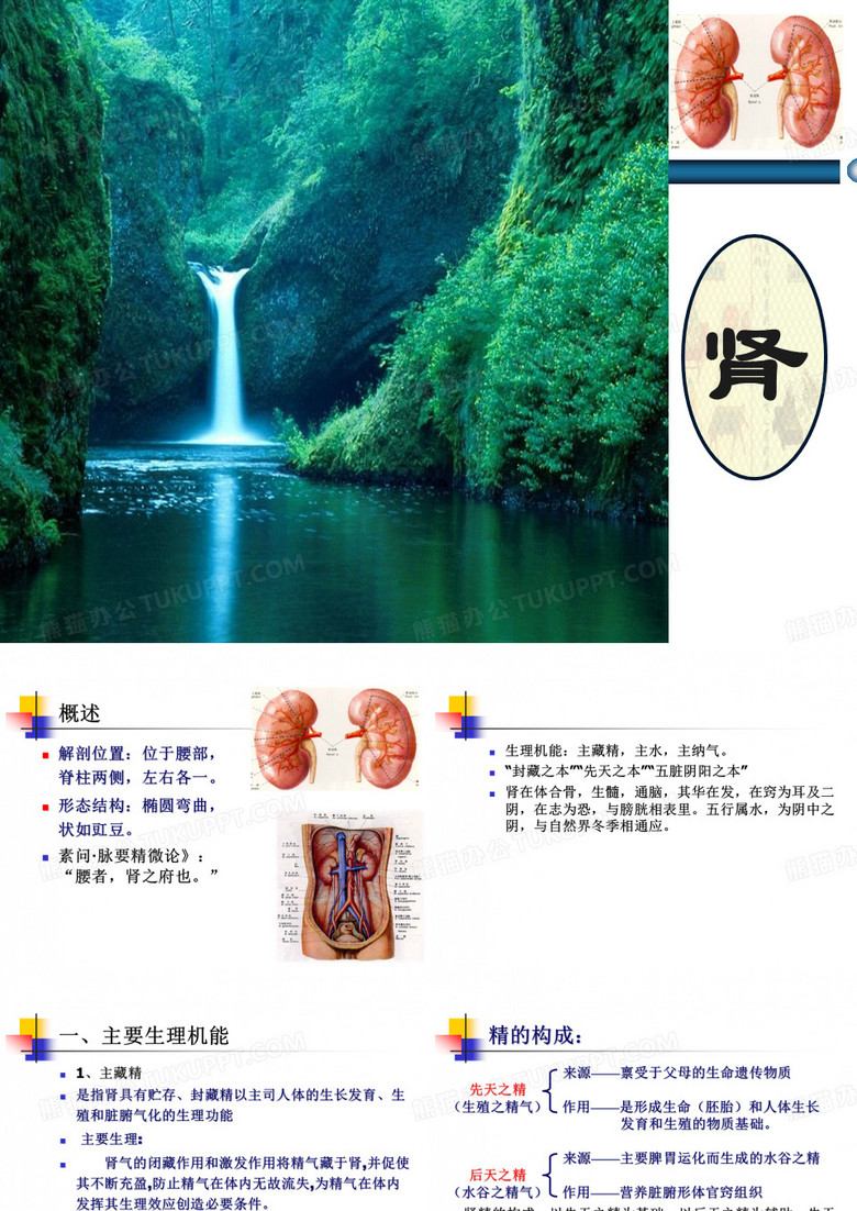 6、中医基础理论藏象肾