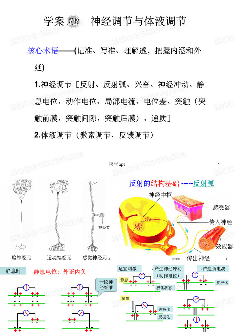 神经调节与体液调节