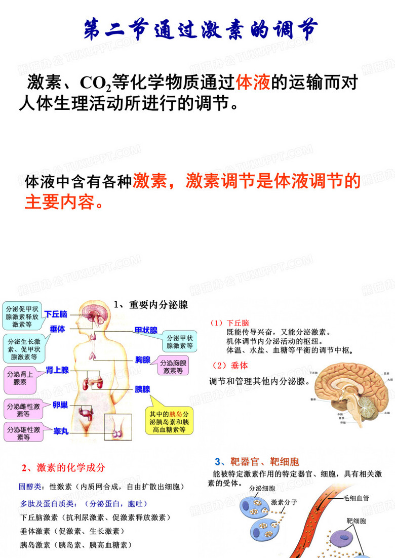 体液调节ppt