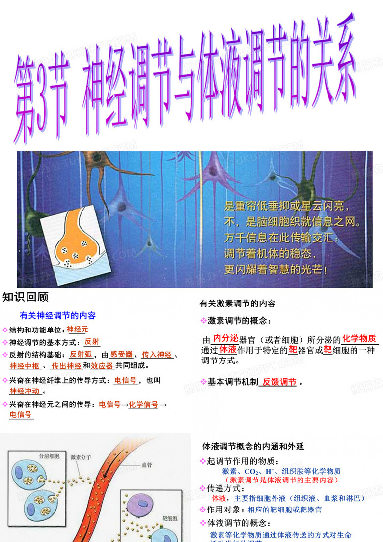 神经调节与体液调节的关系