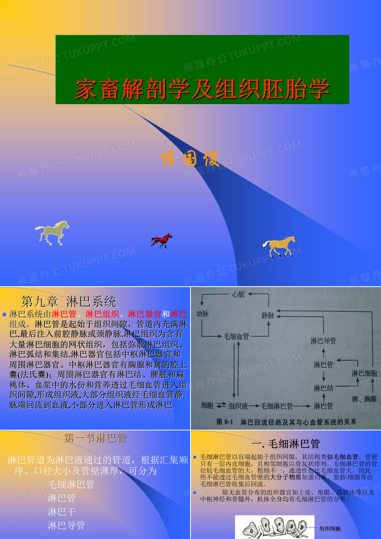 淋巴系统