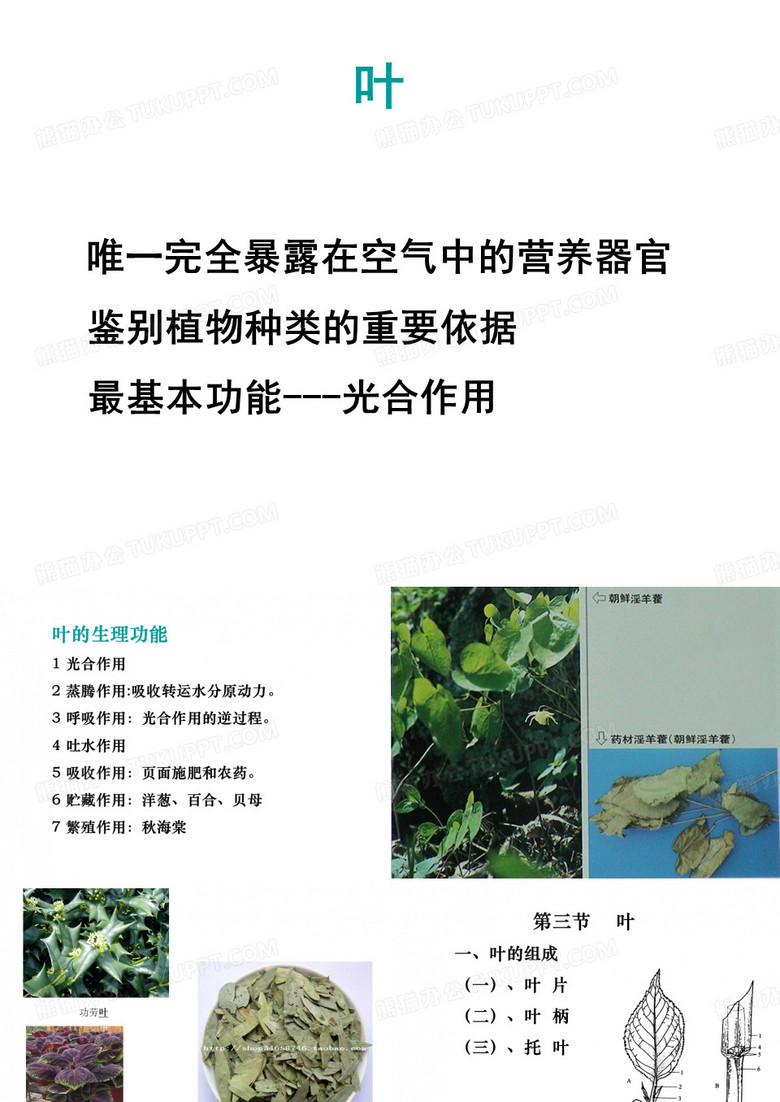 20生药学叶类、大青叶、番泻叶