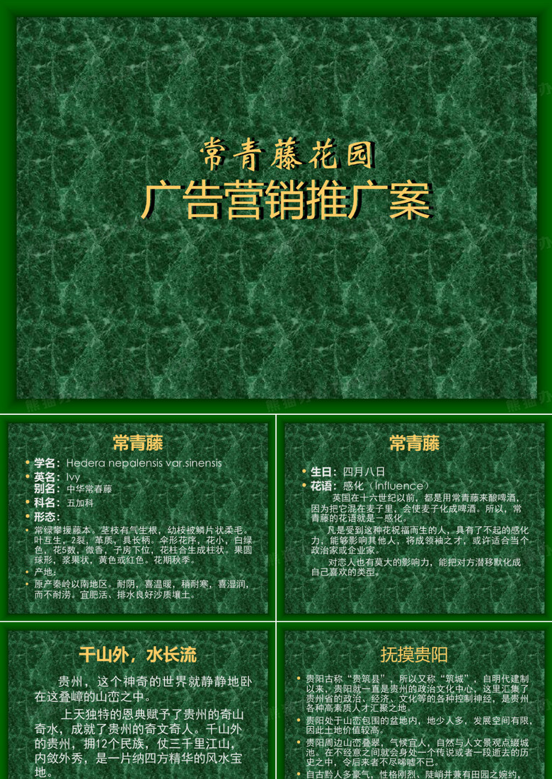 常青藤