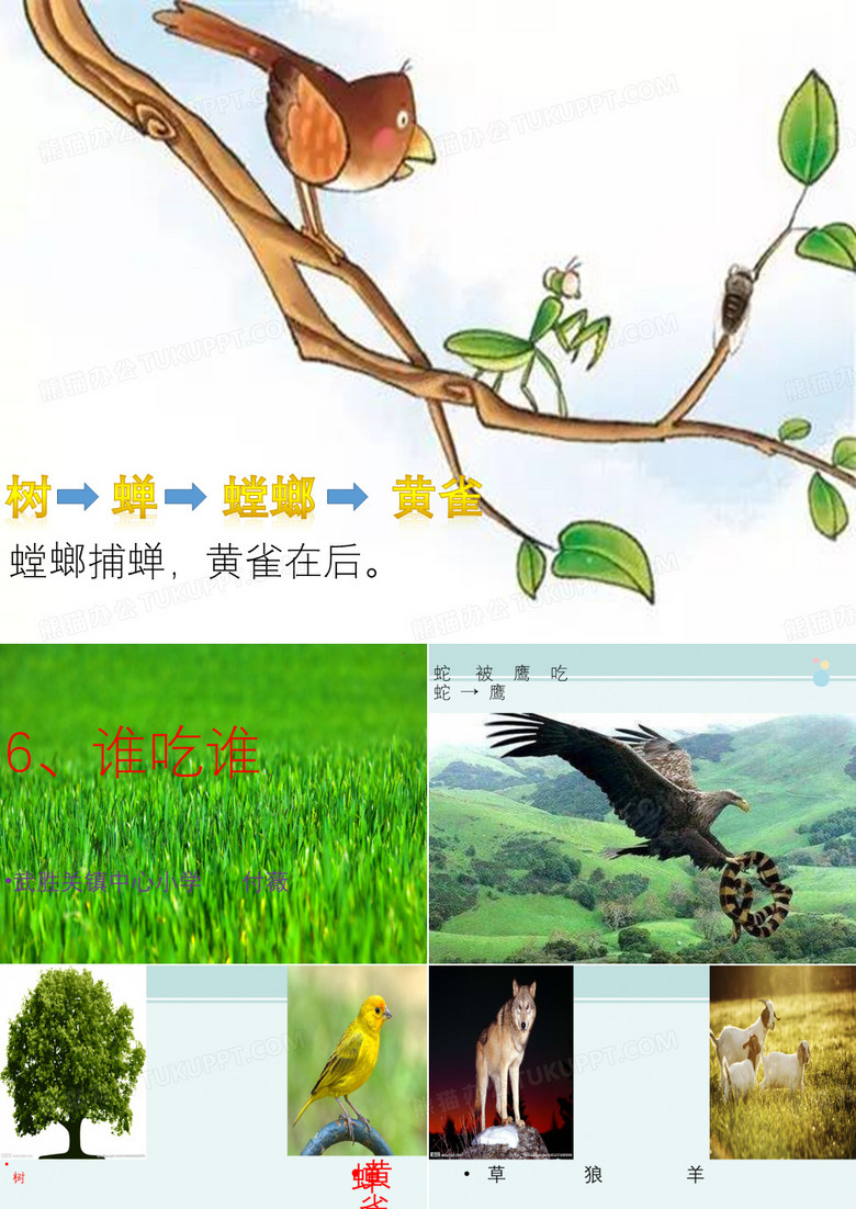 谁吃谁 -完整课件PPT