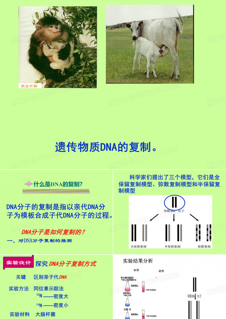 DNA分子的复制