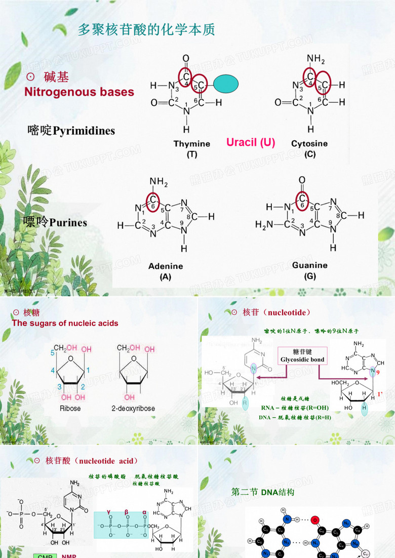 分子生物学DNA复制