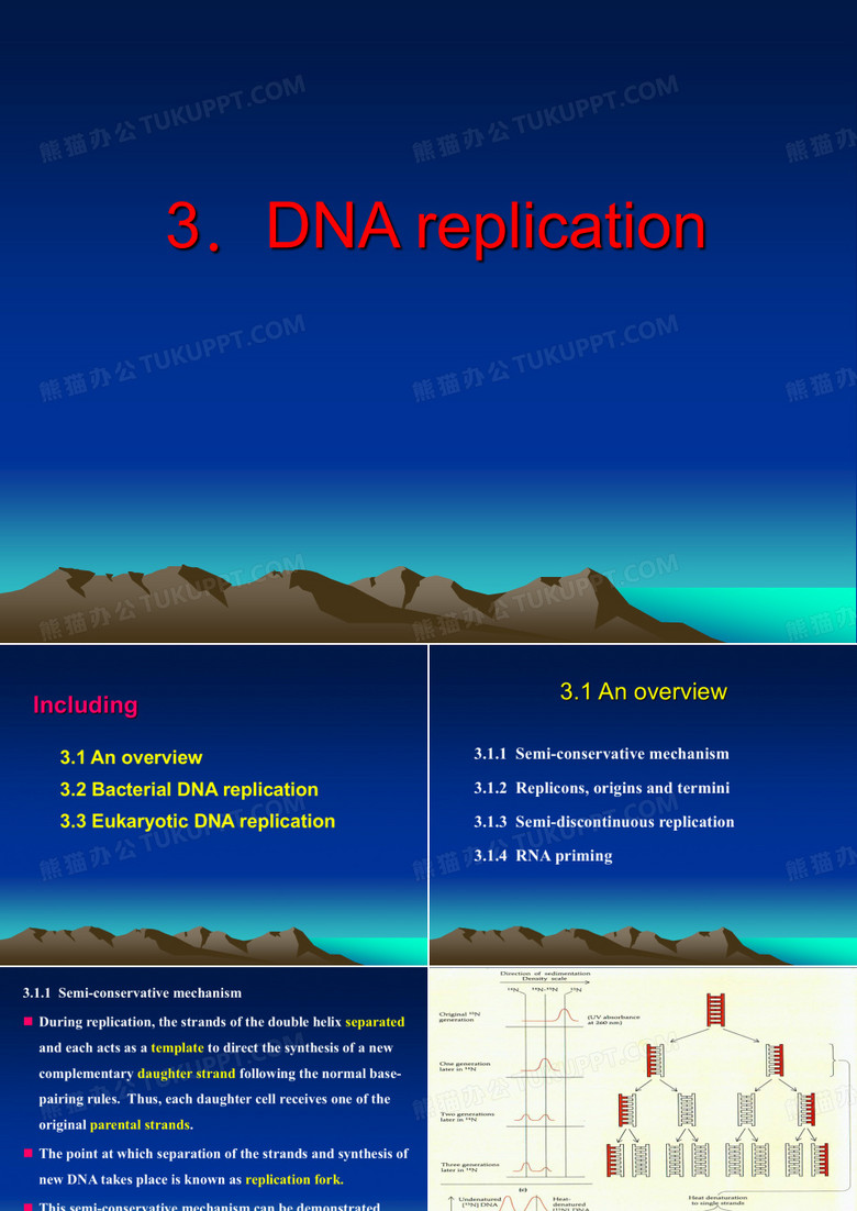 分子生物学DNA的复制