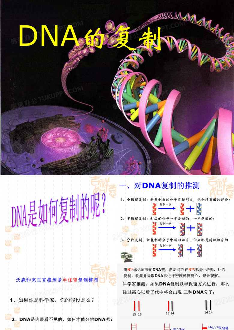 DNA分子复制课件