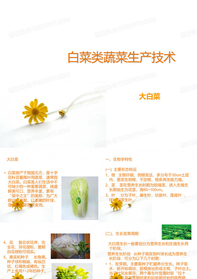 大白菜