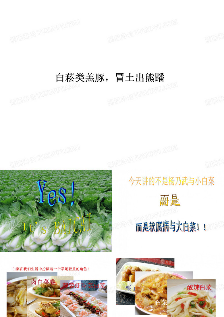 大白菜软腐病