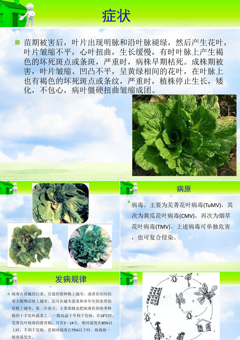 大白菜病毒病