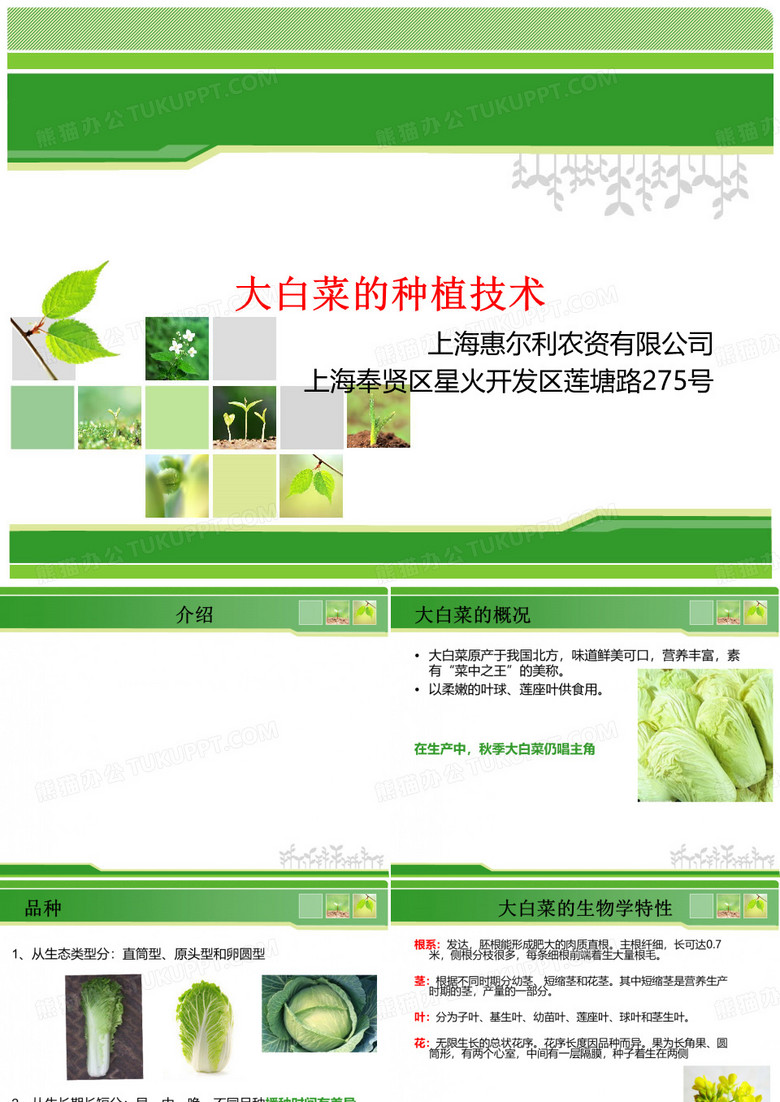 大白菜的种植技术