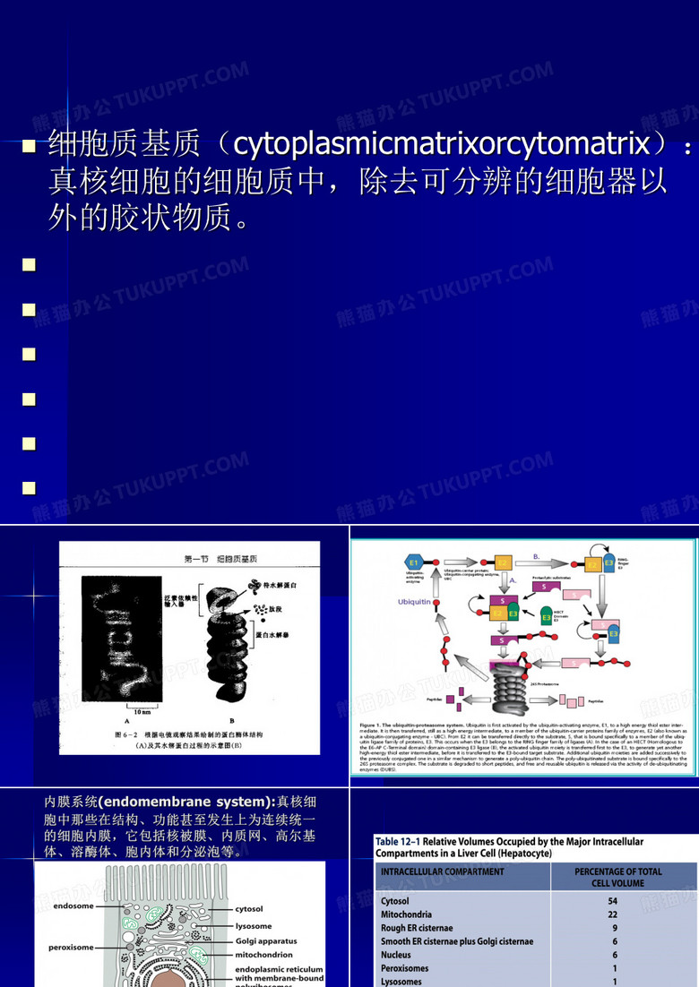 内质网图片