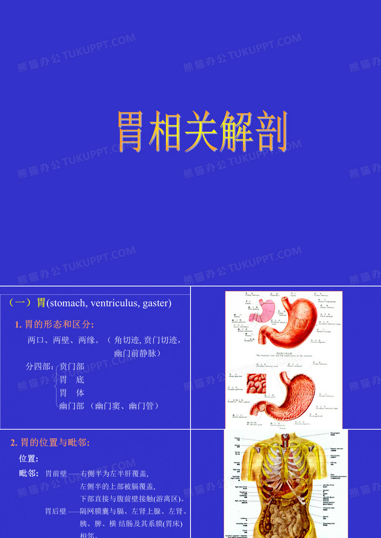胃肠道解剖