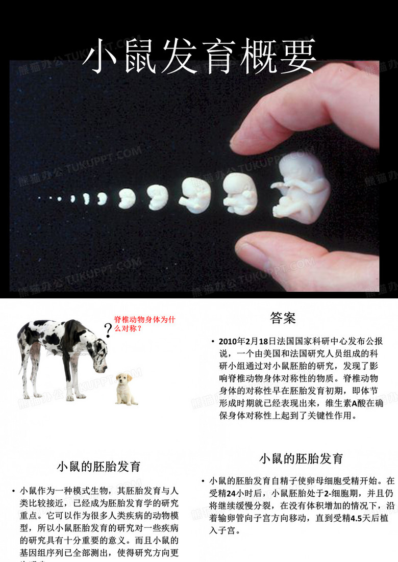 小鼠发育概要