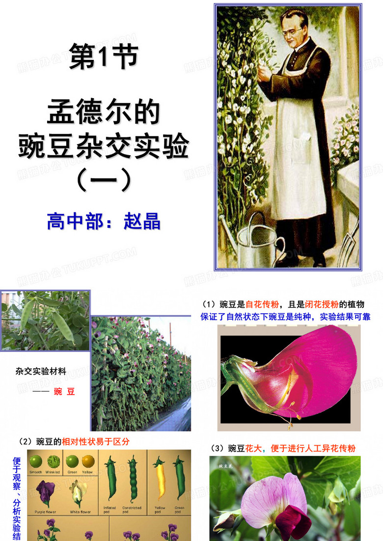分离定律