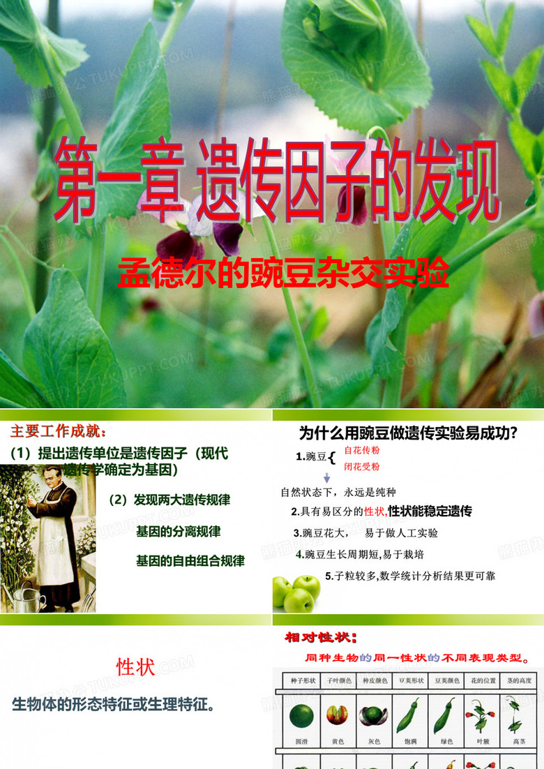 分离定律