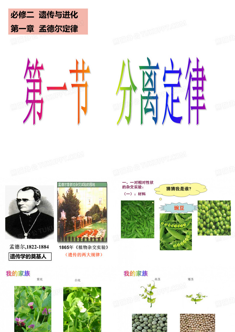 分离定律