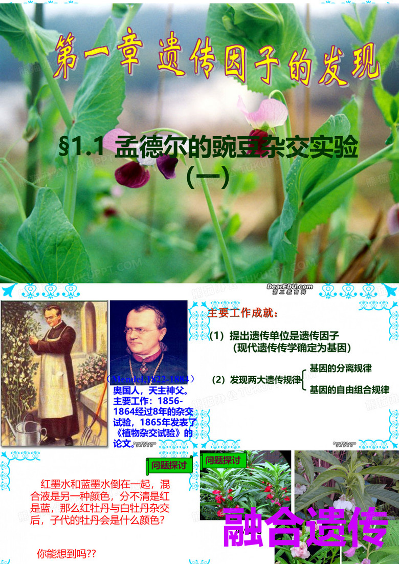 孟德尔分离定律