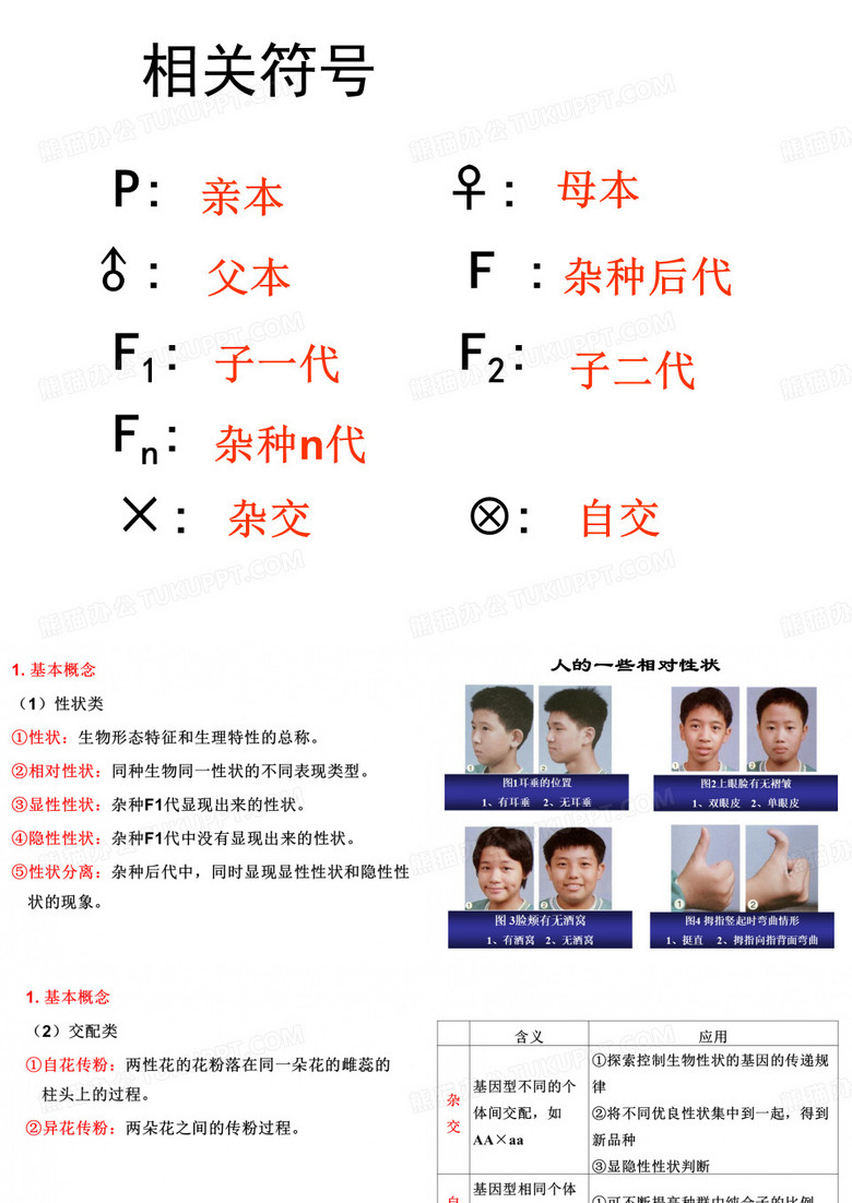 基因分离定律