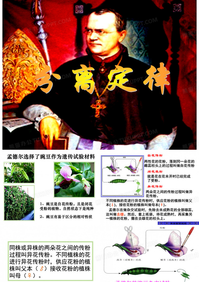 基因的分离定律