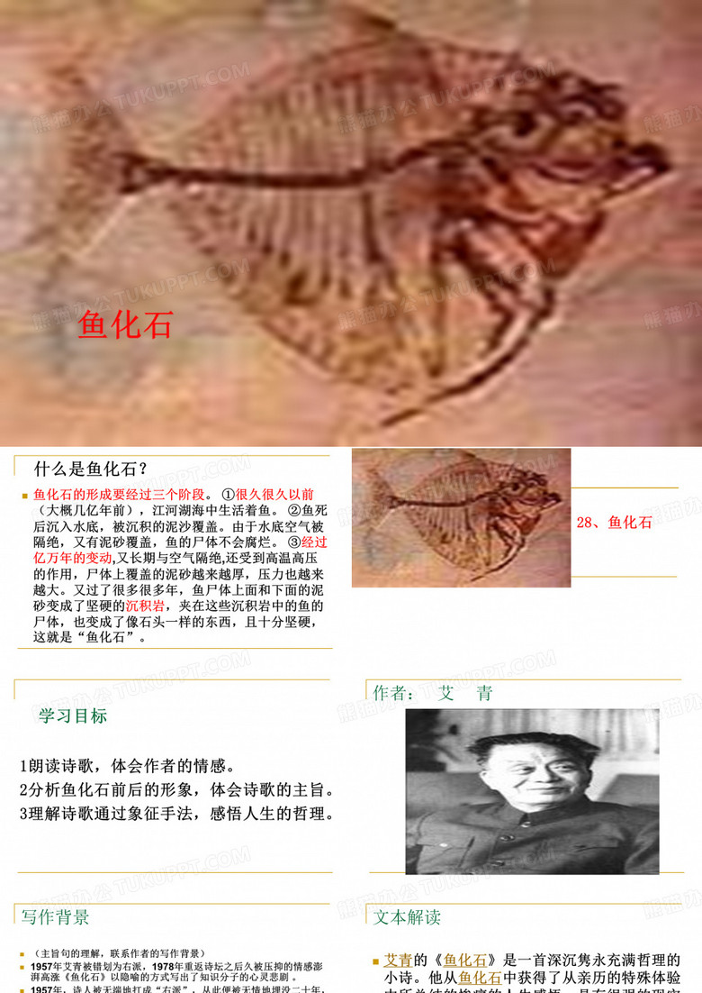 28、鱼化石